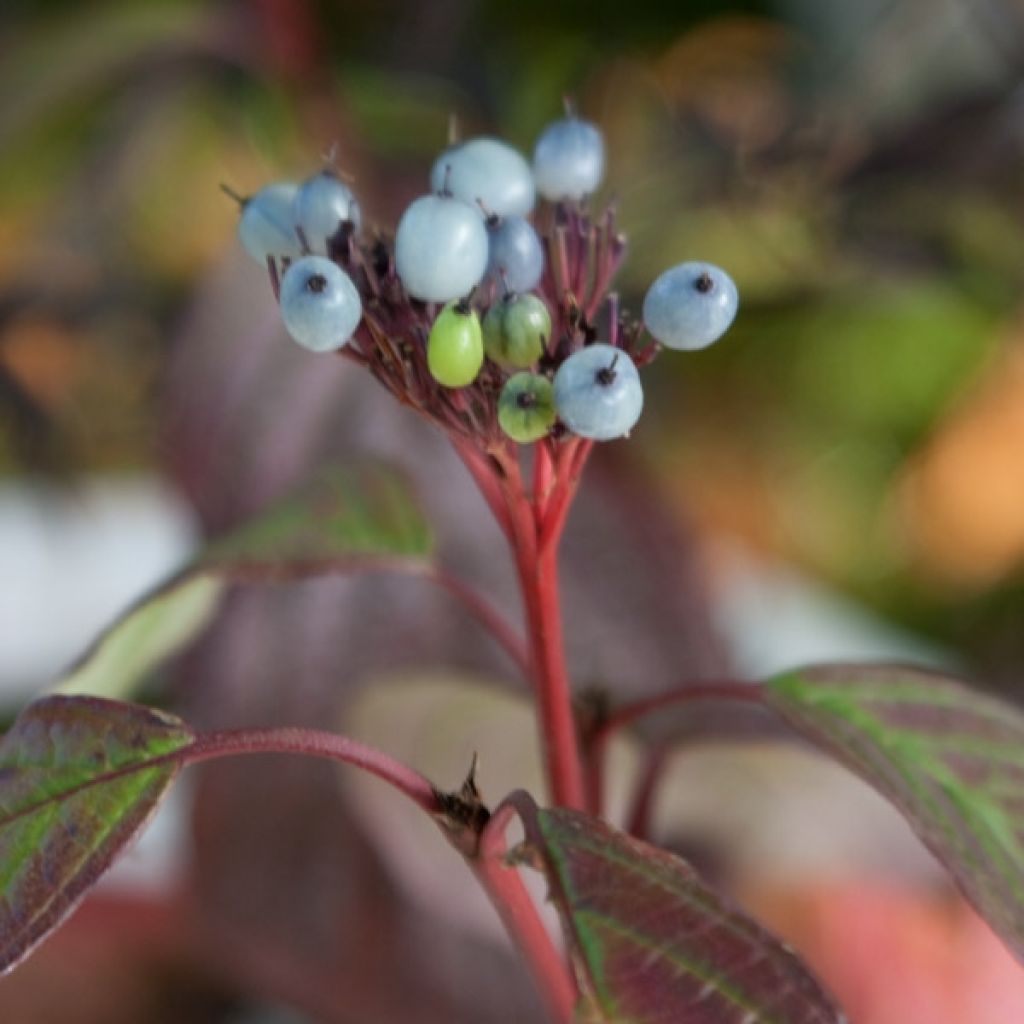 Cornus alba Siberian Pearls - Tatarischer Hartriegel