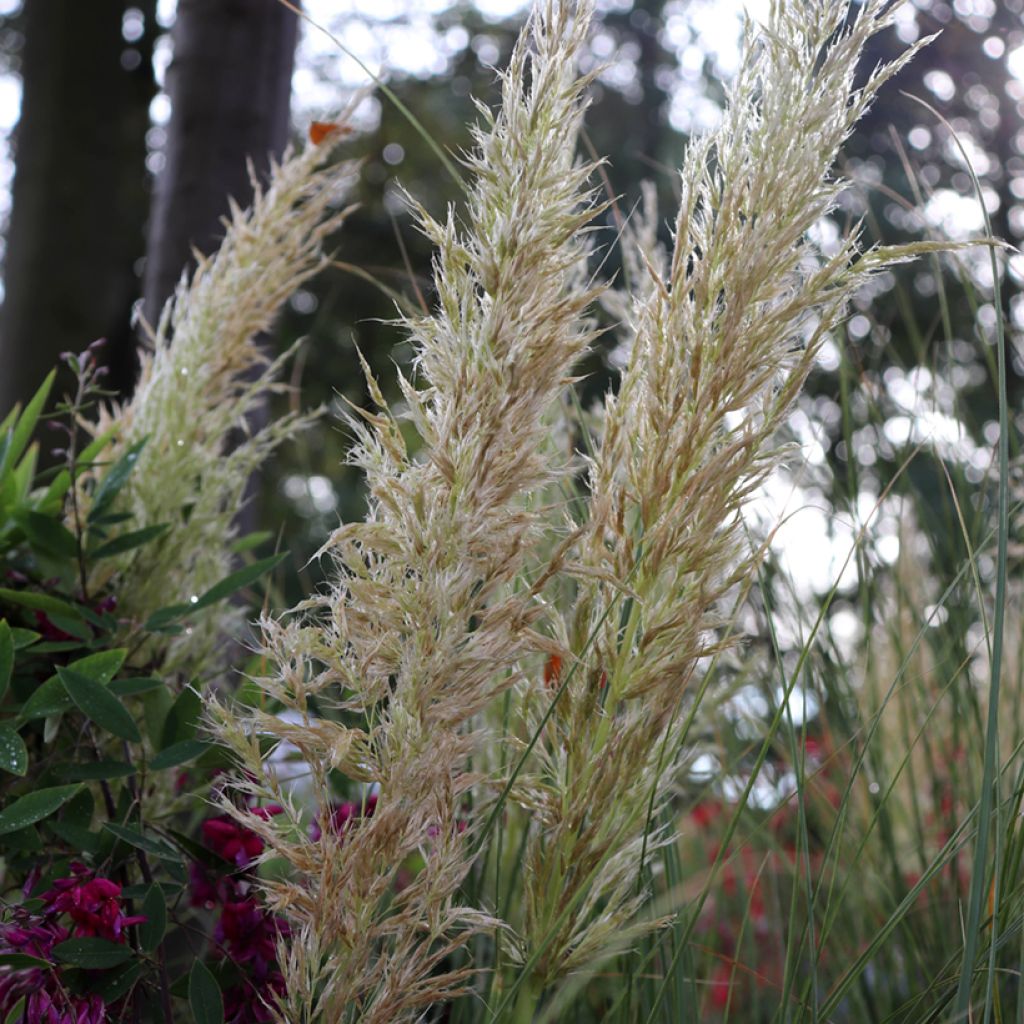 Cortaderia selloana Pumila - Pampasgras