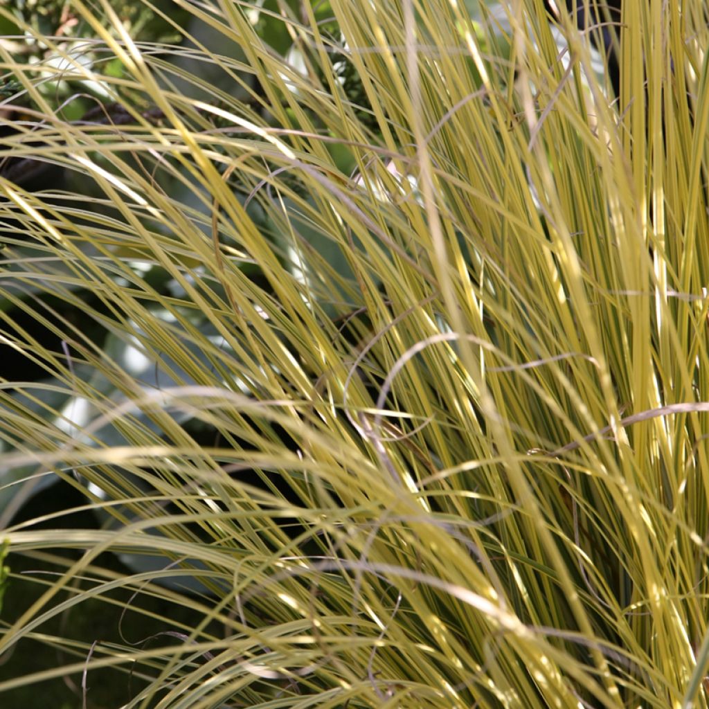 Cortaderia selloana Splendid Star - Pampasgras