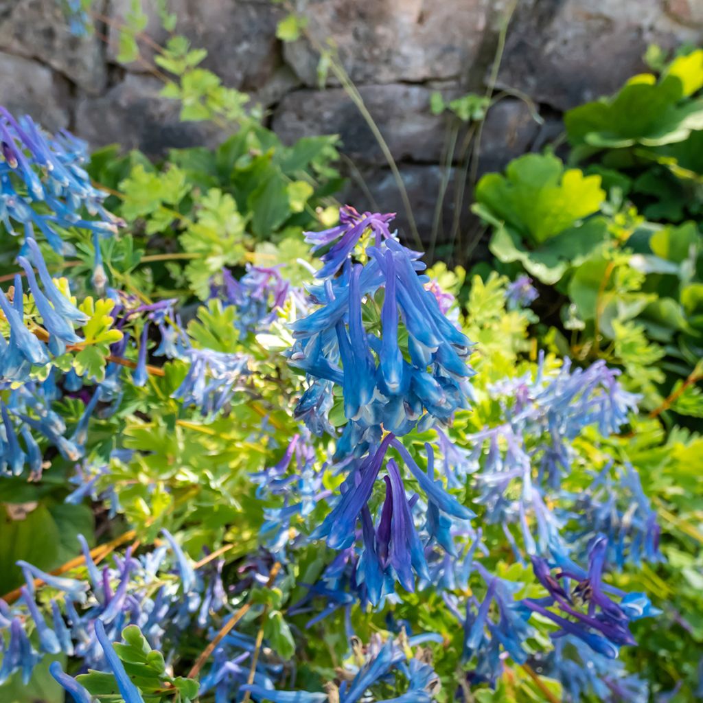 Corydalis elata - Hoher Lerchensporn