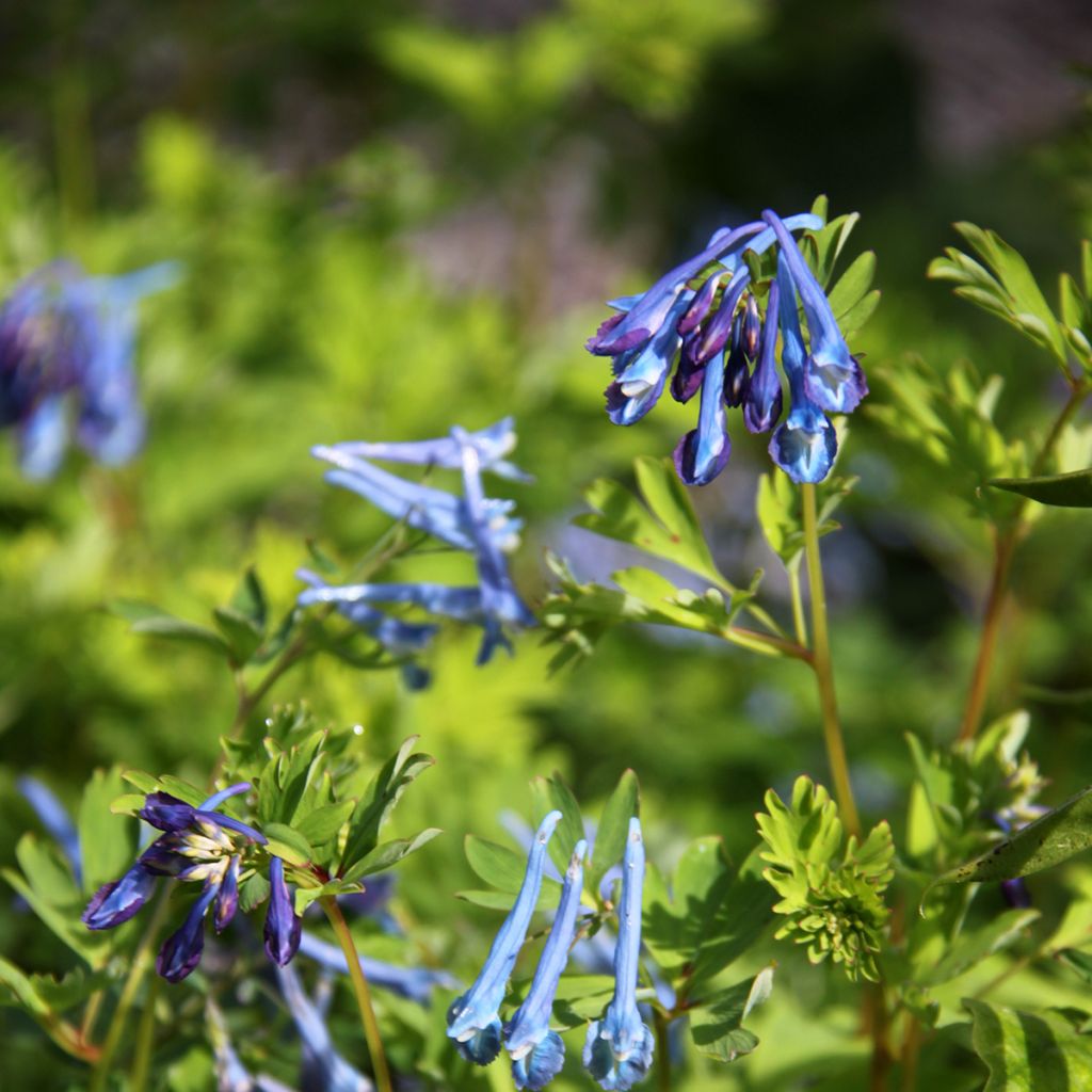 Corydalis elata Blue Summit - Hoher Lerchensporn