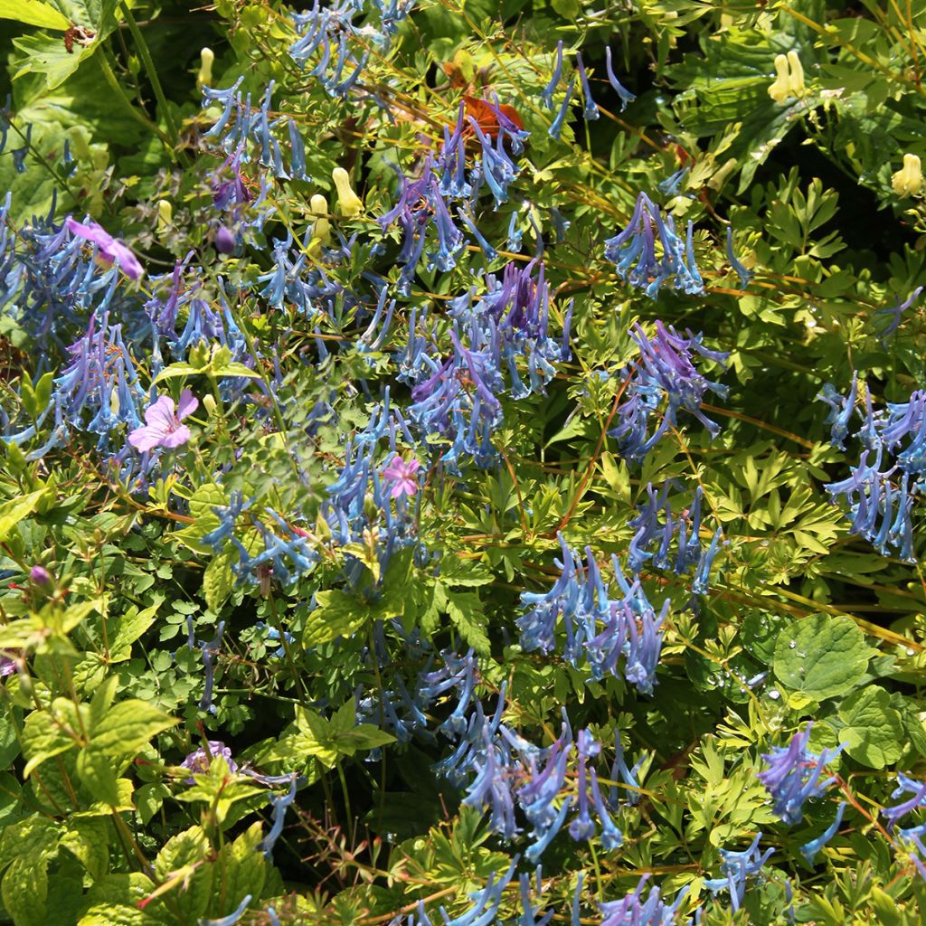 Corydalis elata Blue Summit - Hoher Lerchensporn
