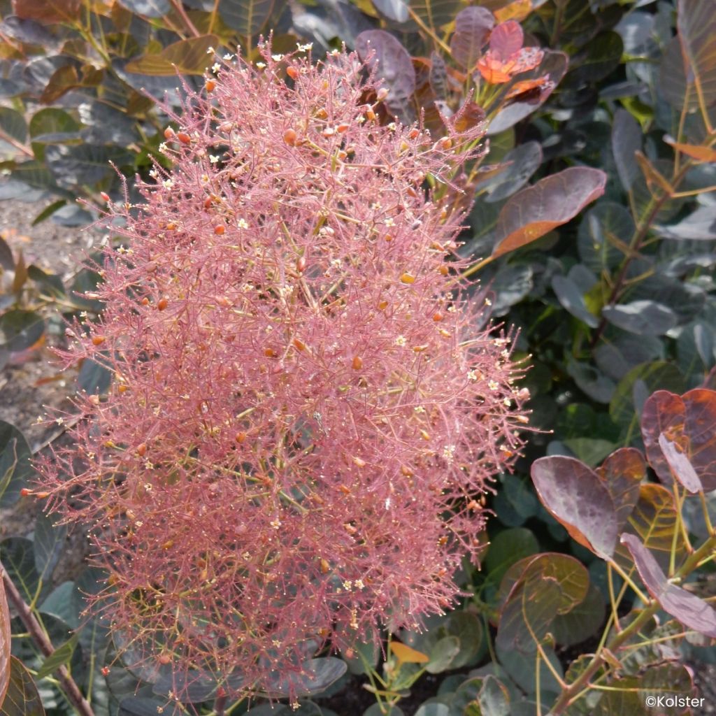 Perückenstrauch Magical Torch - Cotinus coggygria 