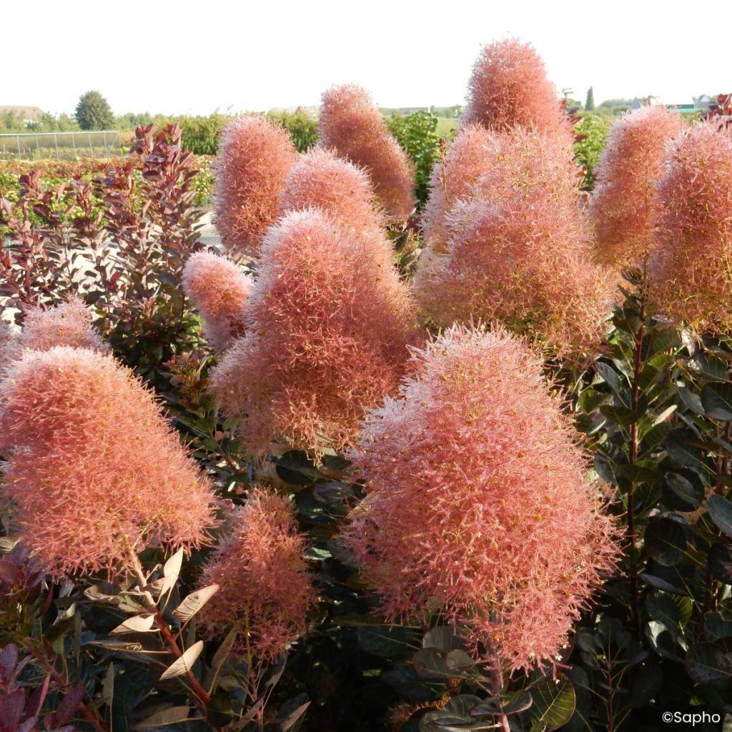 Perückenstrauch Magical Torch - Cotinus coggygria 