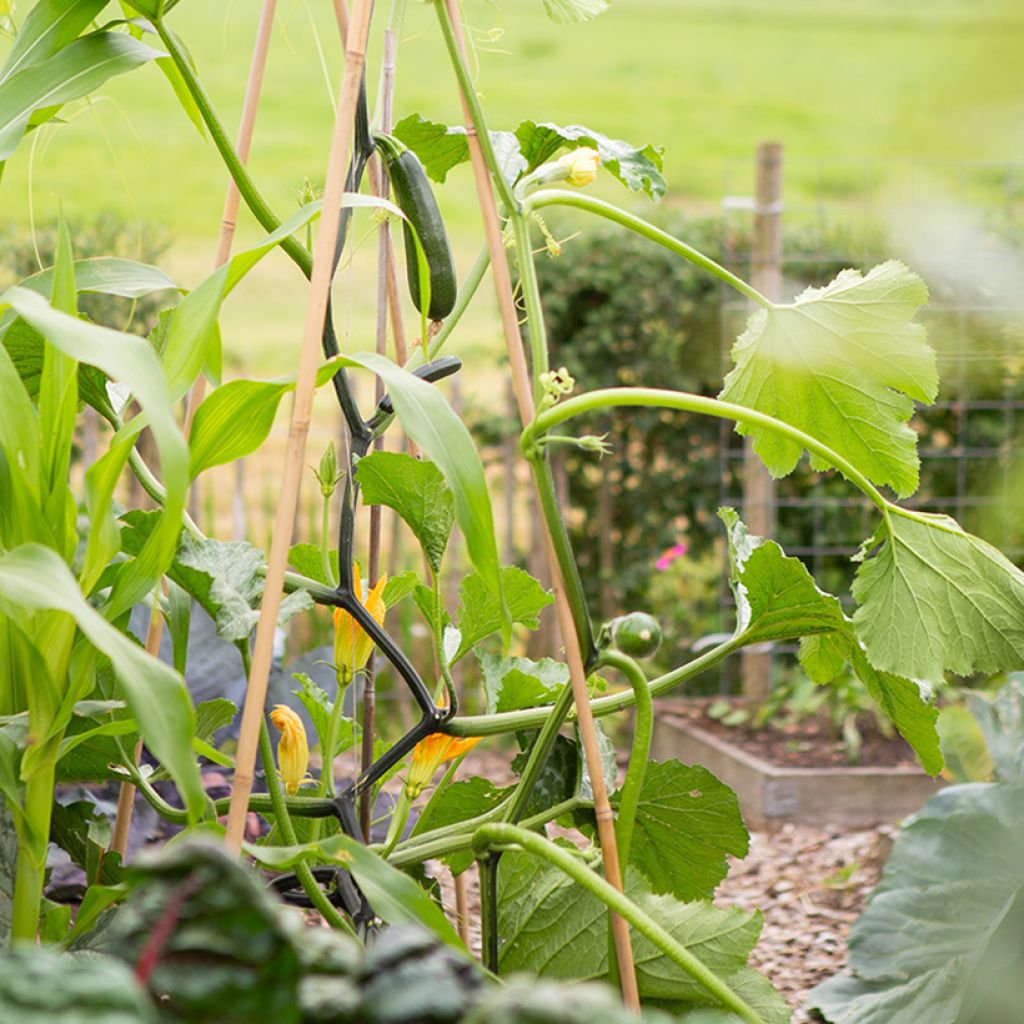 Garten-Kürbis Ola Escaladora F1 BIO grimpante