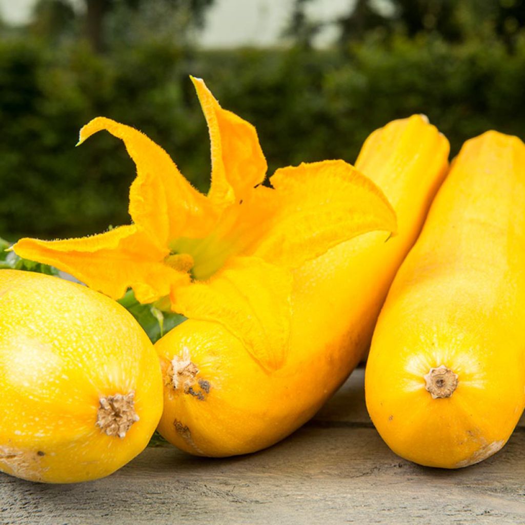 Garten-Kürbis Ola Gabriella F1 BIO