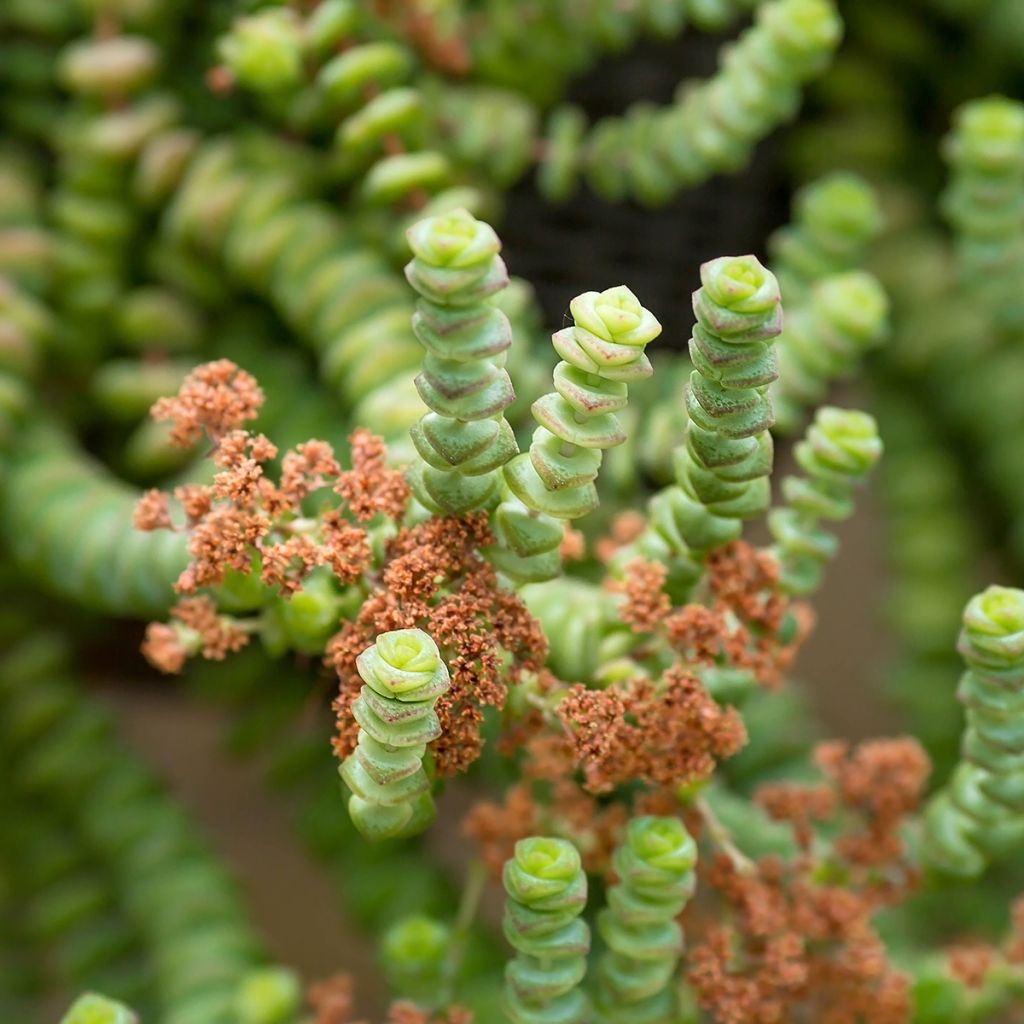 Crassula rupestris subsp. marnieriana - Felsen-Dickblatt