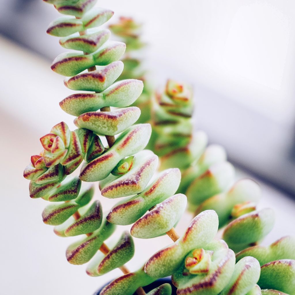 Crassula rupestris subsp. marnieriana - Felsen-Dickblatt