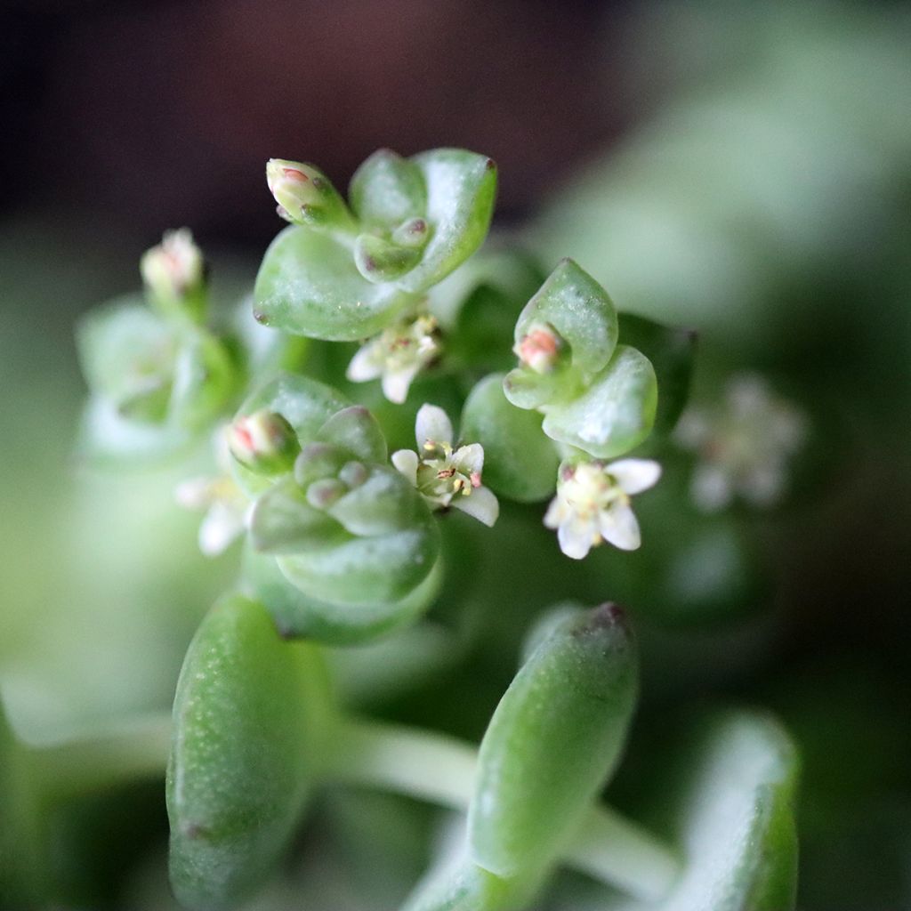 Crassula rupestris subsp. marnieriana - Felsen-Dickblatt
