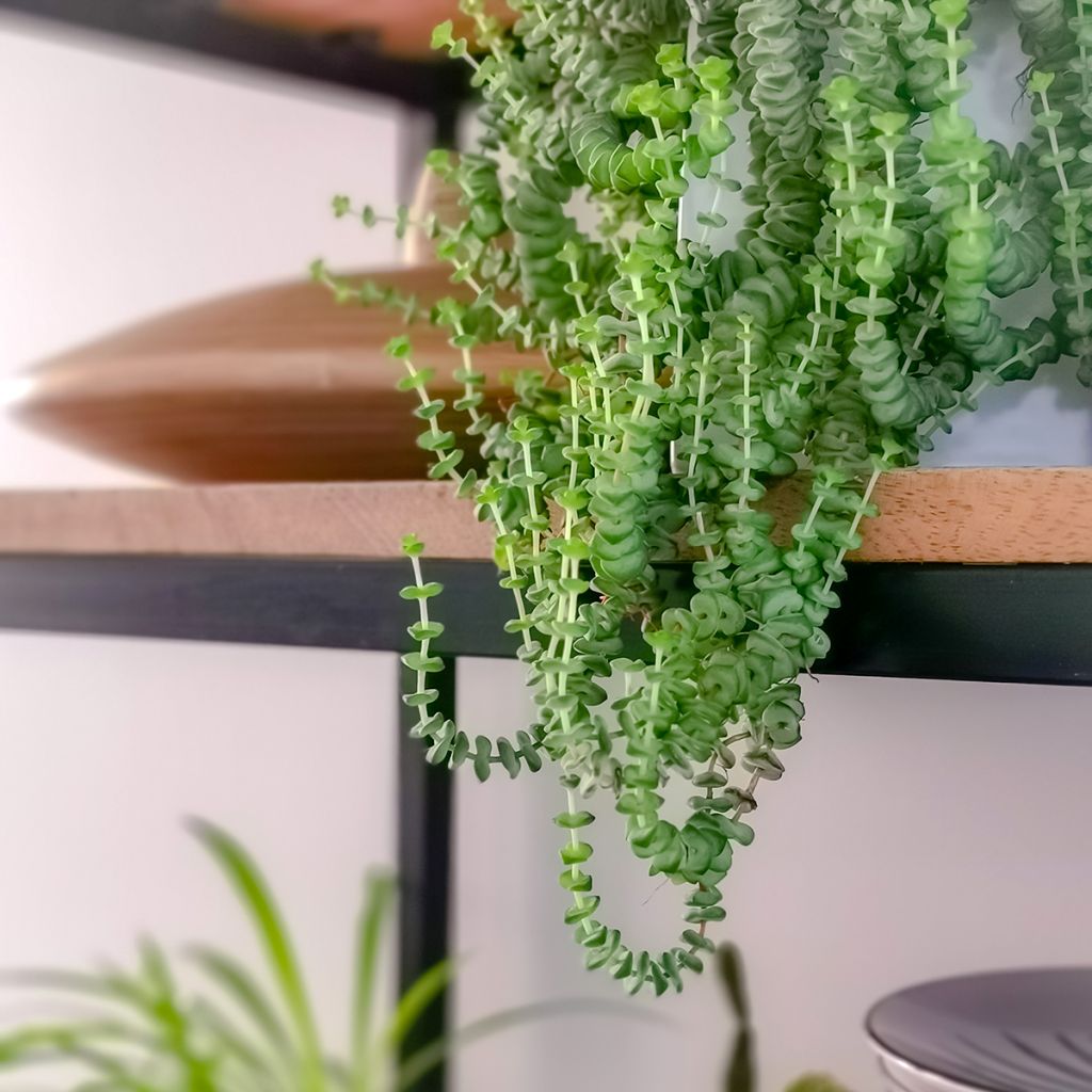 Crassula rupestris subsp. marnieriana - Felsen-Dickblatt