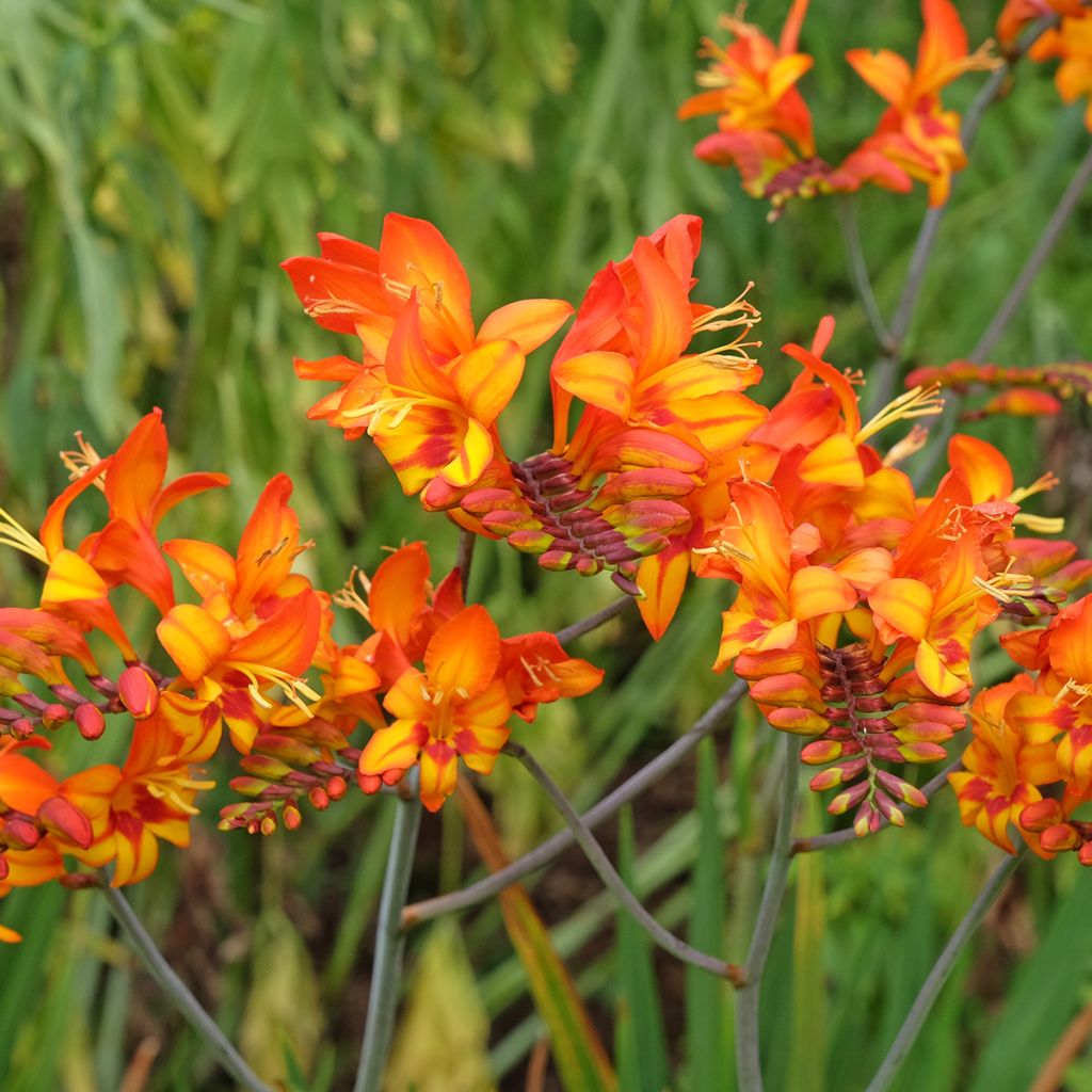 Montbretie Firestarter - Crocosmia