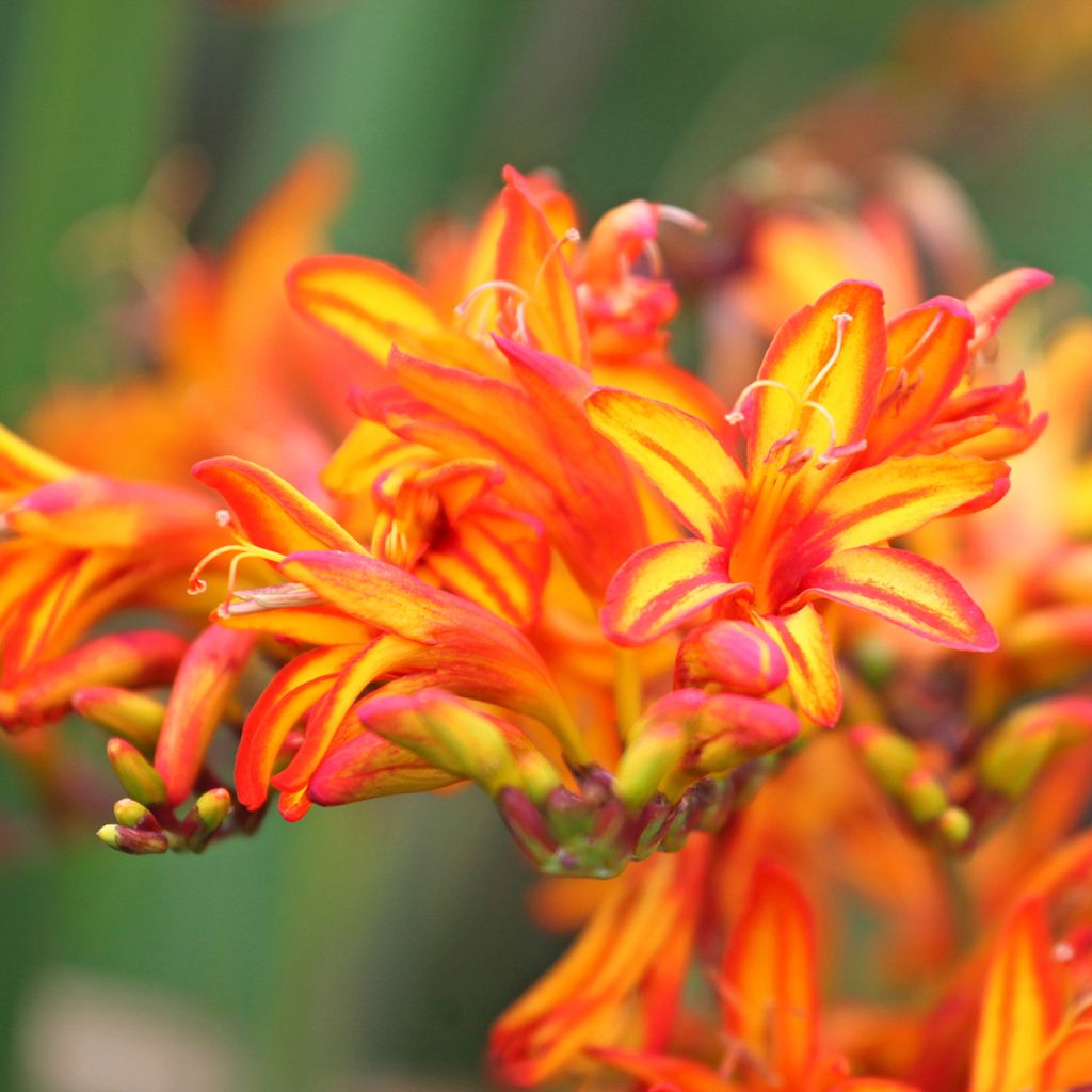Montbretie Firestarter - Crocosmia