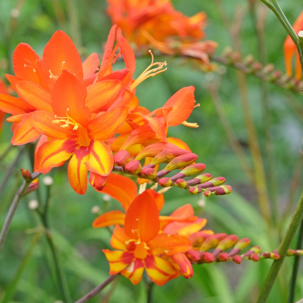 Montbretie Scorchio - Crocosmia