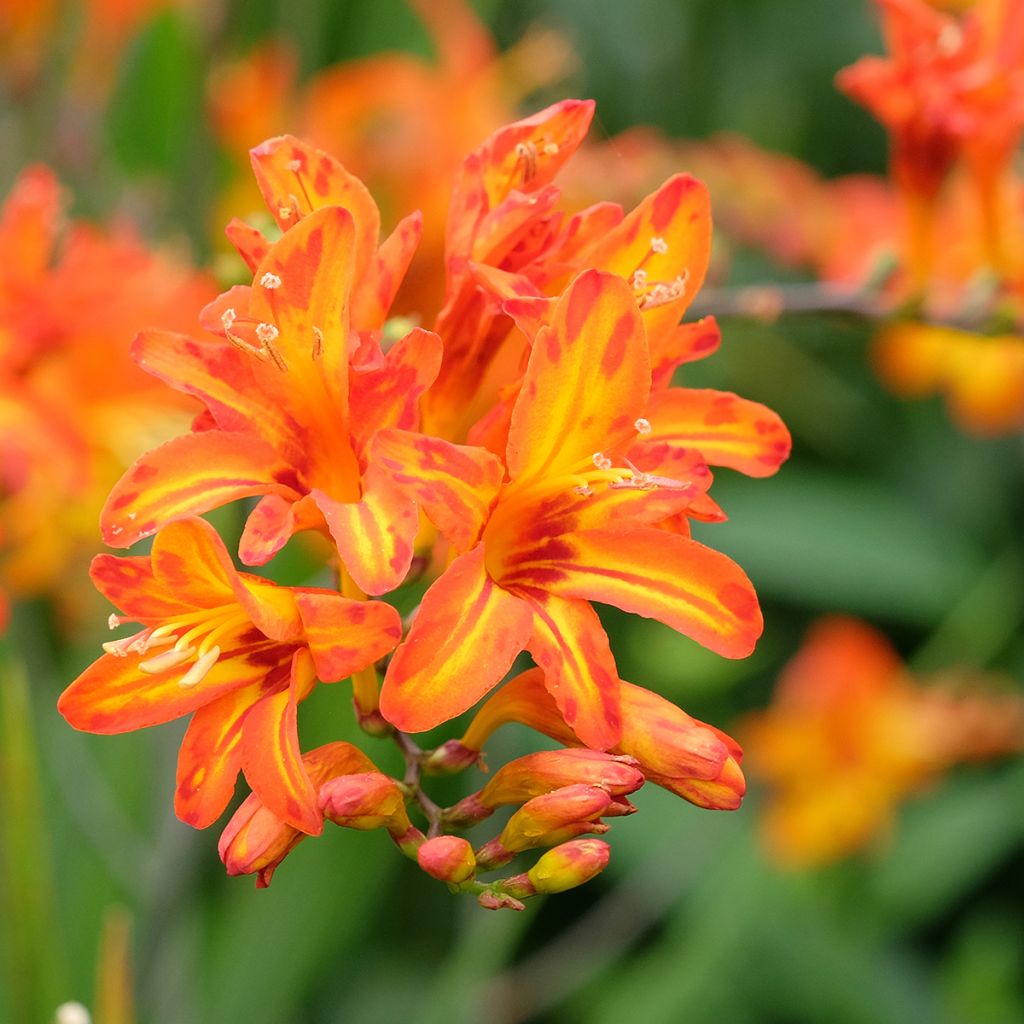 Montbretie Scorchio - Crocosmia