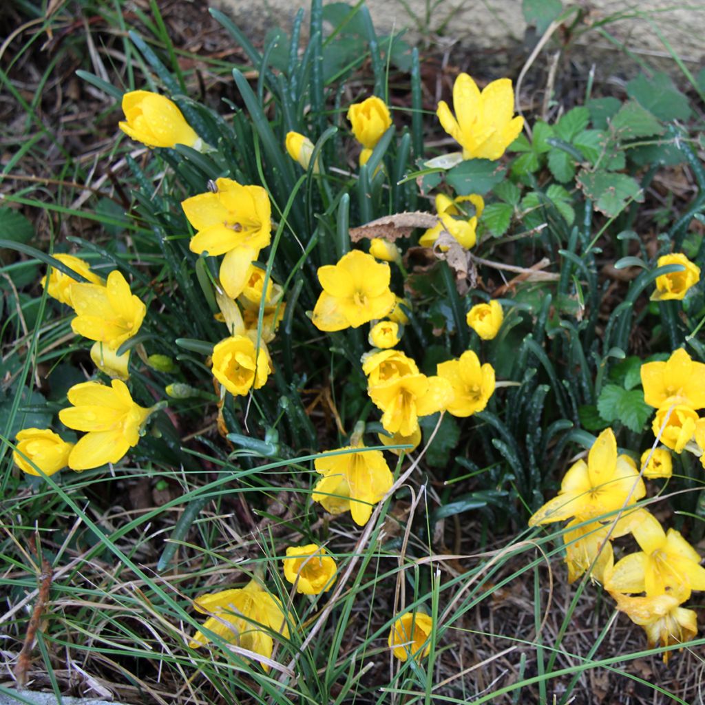 Krokus Advance - Crocus chrysanthus