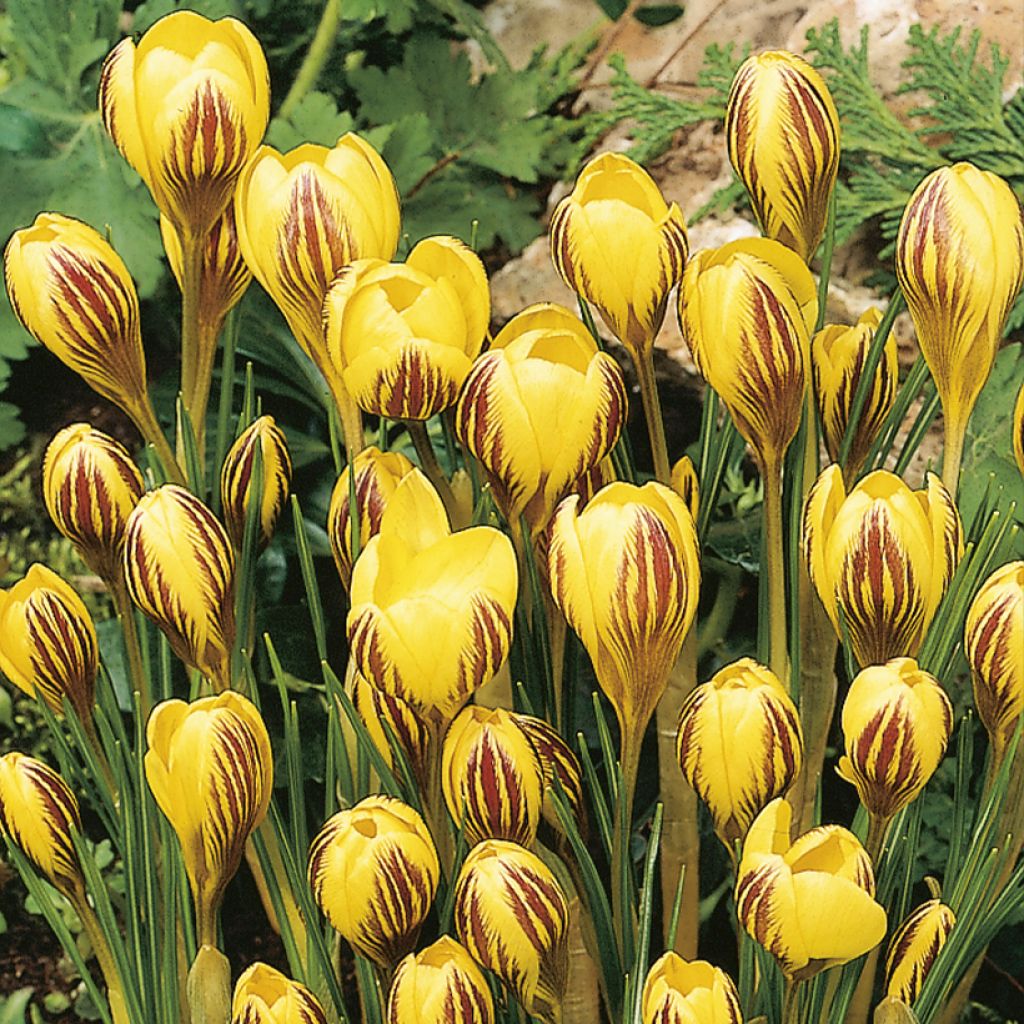 Krokus Gipsy Girl - Crocus chrysanthus