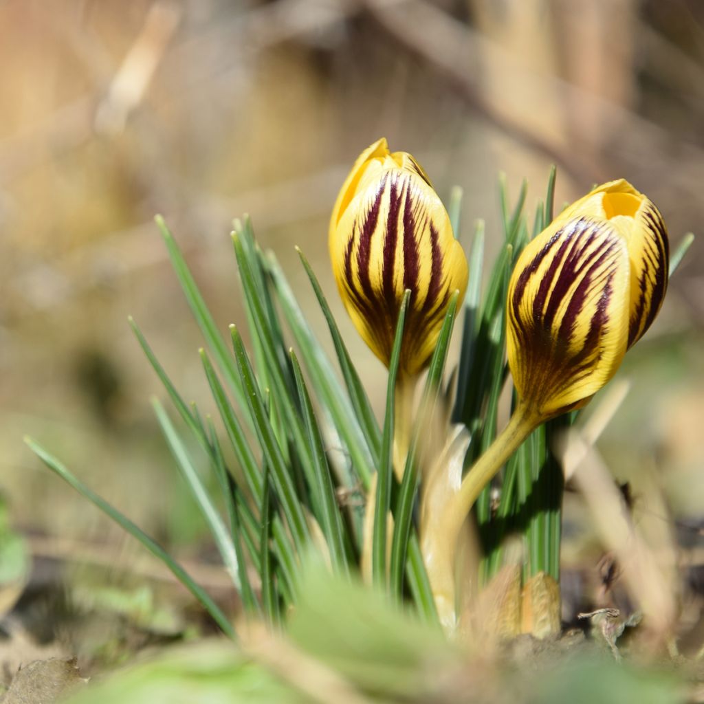 Krokus Gipsy Girl - Crocus chrysanthus
