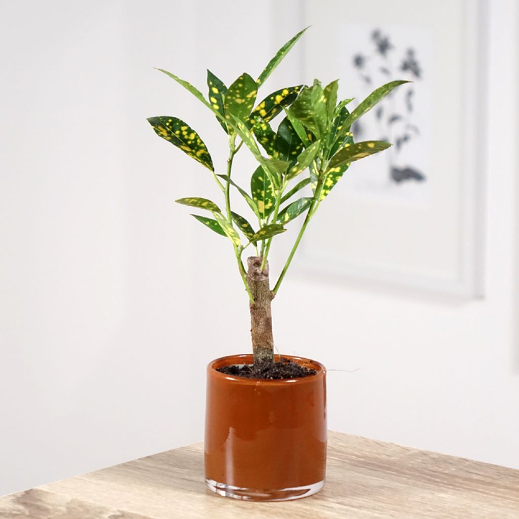 Kroton Aucubaefolia -  Wunderstrauch