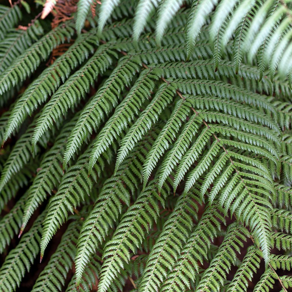 Cyathea australis - Australischer Baumfarn
