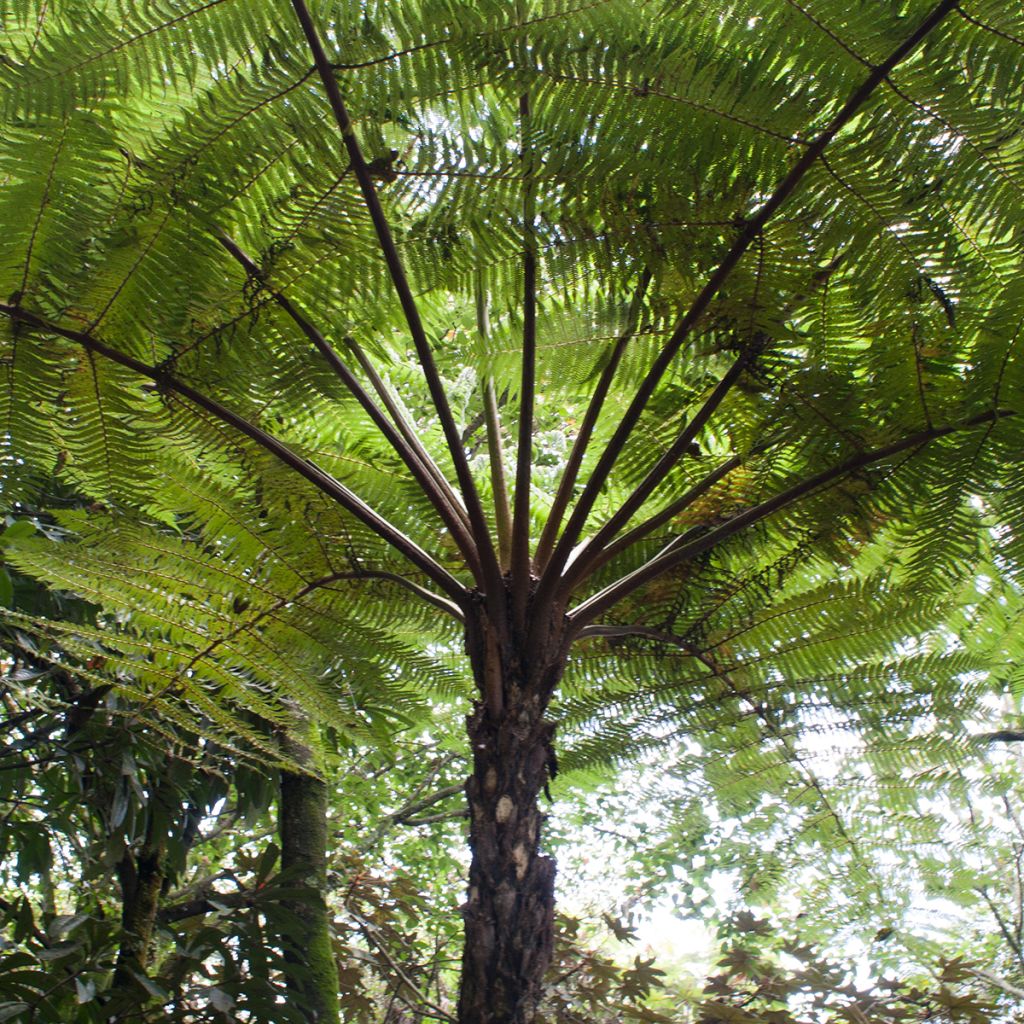 Cyathea cooperi - Australischer Baumfarn
