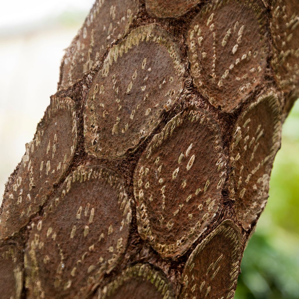 Cyathea cooperi - Australischer Baumfarn