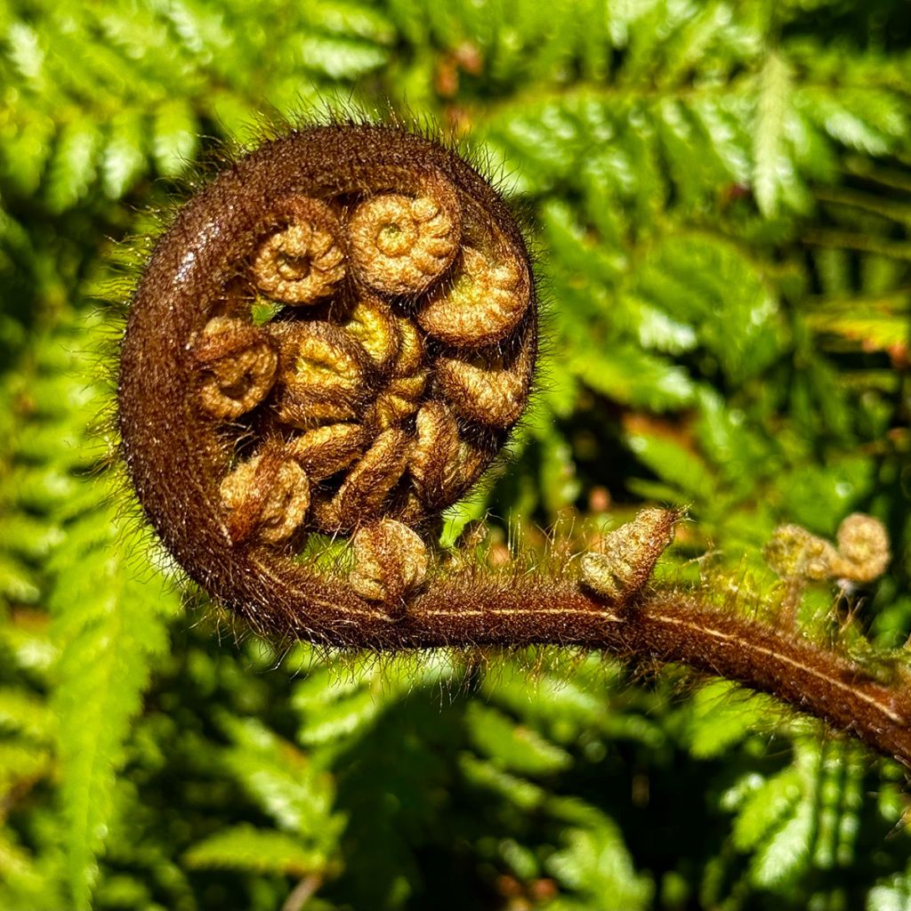 Cyathea medullaris - Schwarzer Baumfarn