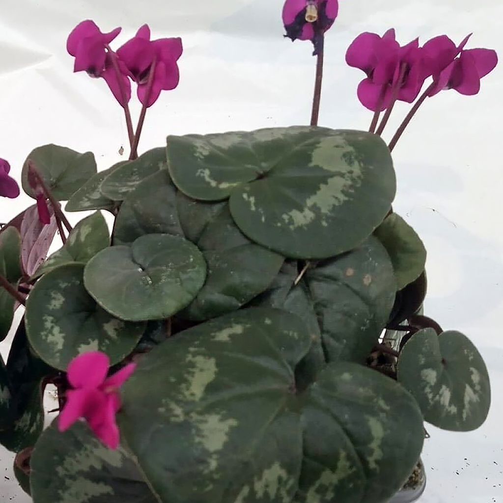 Cyclamen coum Meaden's Crimson feuillage marbré - Frühlings Alpenveilche
