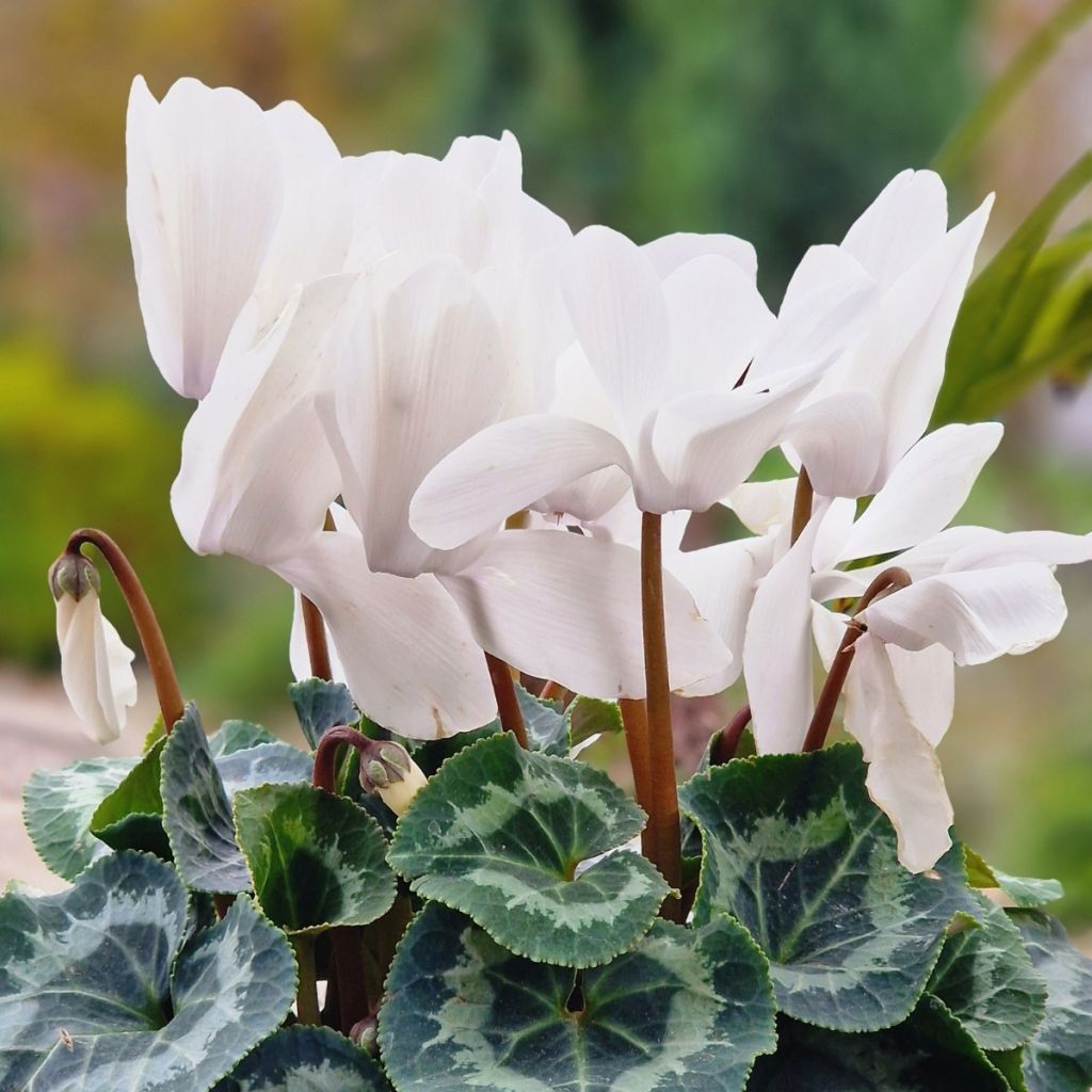 Weißer Cyclamen Persicum - Zimmer-Alpenveilchen