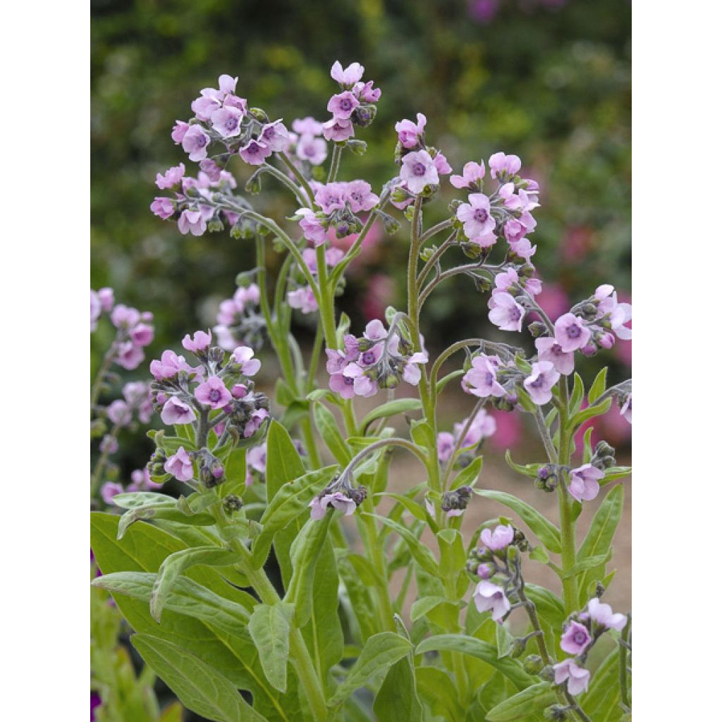 Cynoglossum zeylanicum Mystery Rose (Samen) - Hundszunge