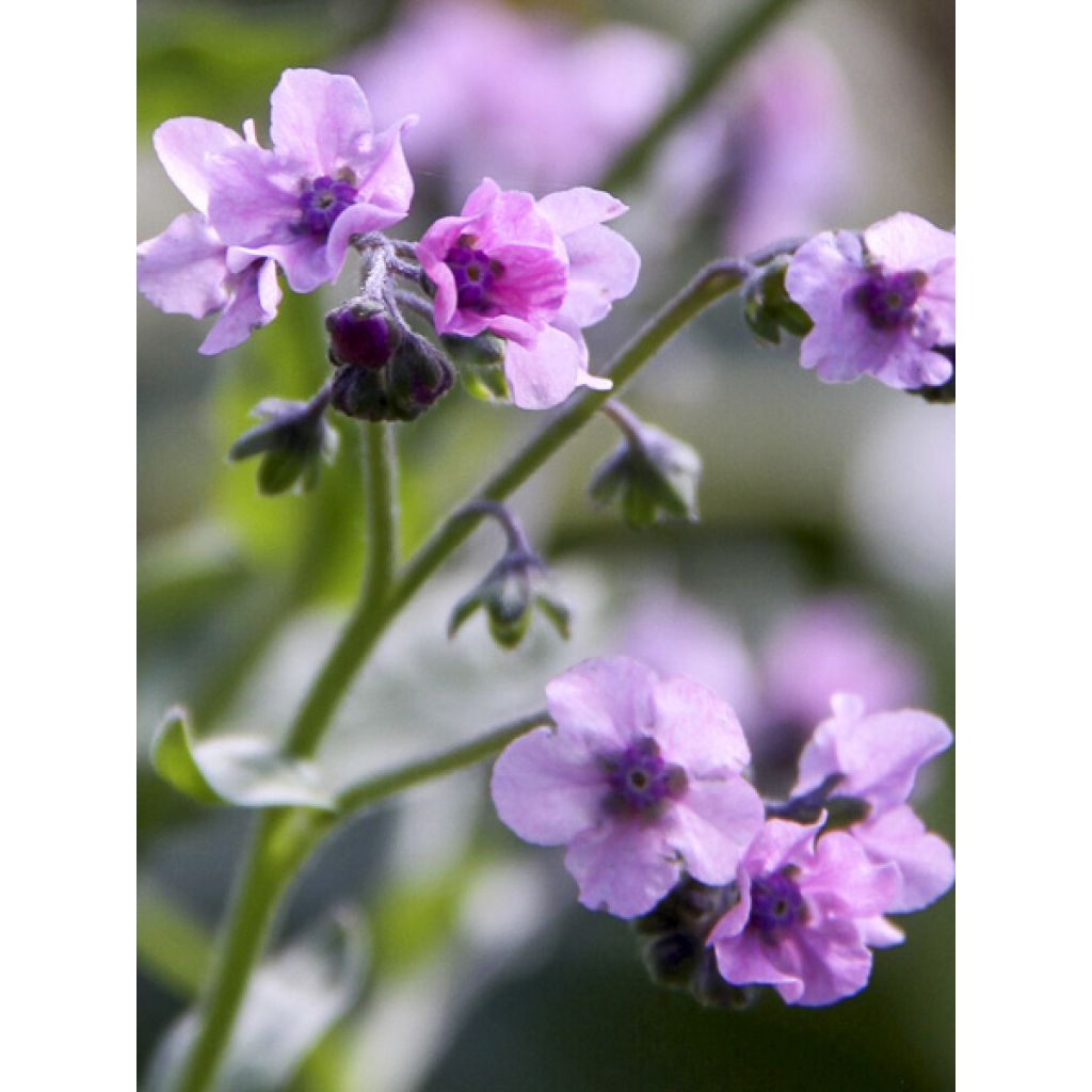 Cynoglossum zeylanicum Mystery Rose (Samen) - Hundszunge