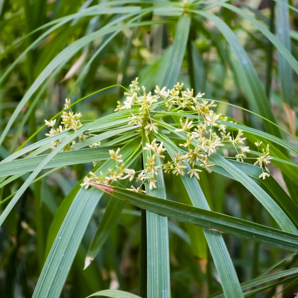 Cyperus alternifolius (Samen) - Wechselblättriges Zyperngras