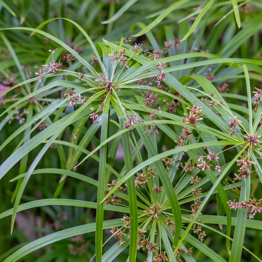 Cyperus alternifolius (Samen) - Wechselblättriges Zyperngras