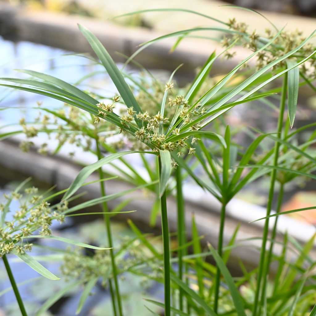 Cyperus alternifolius (Samen) - Wechselblättriges Zyperngras