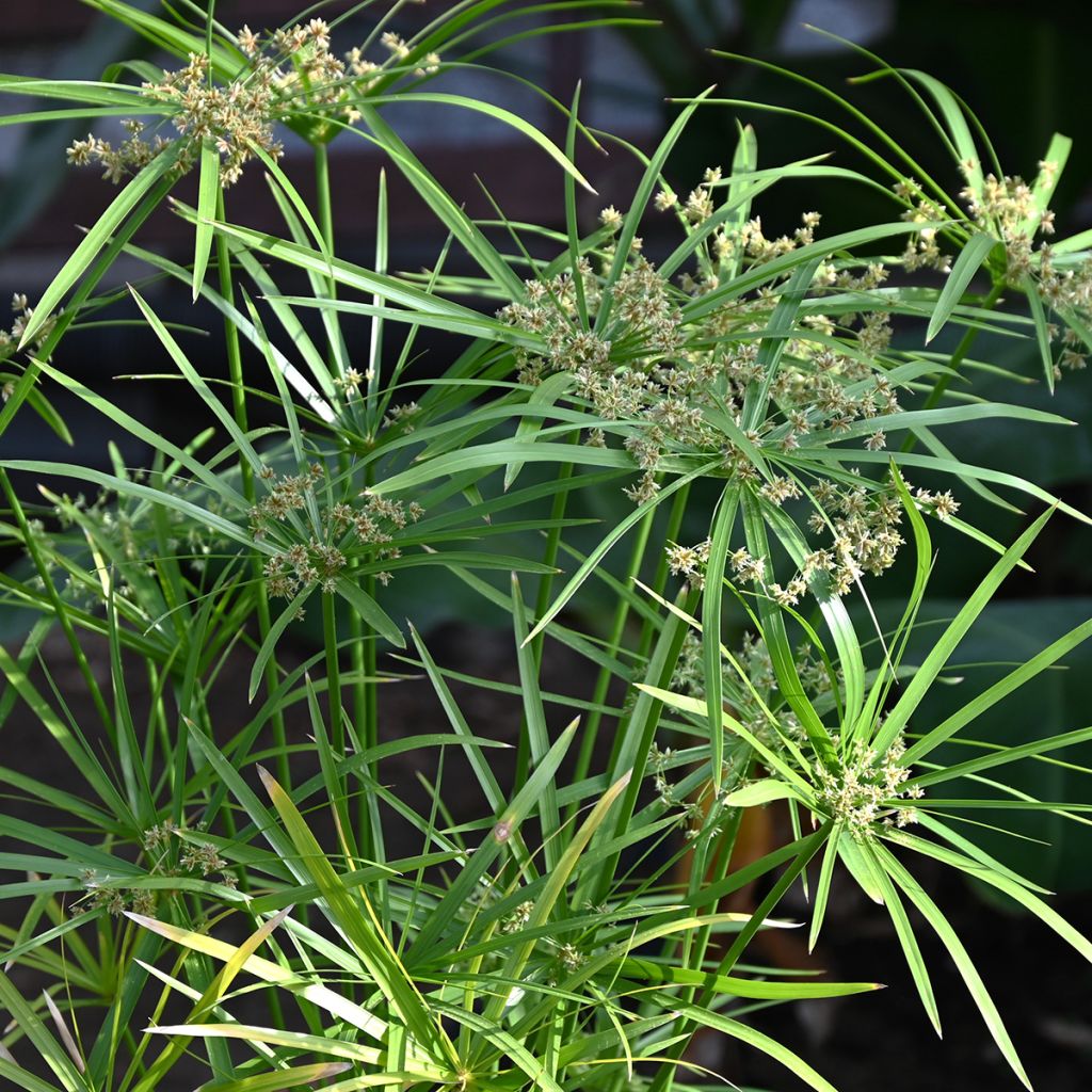 Cyperus alternifolius (Samen) - Wechselblättriges Zyperngras