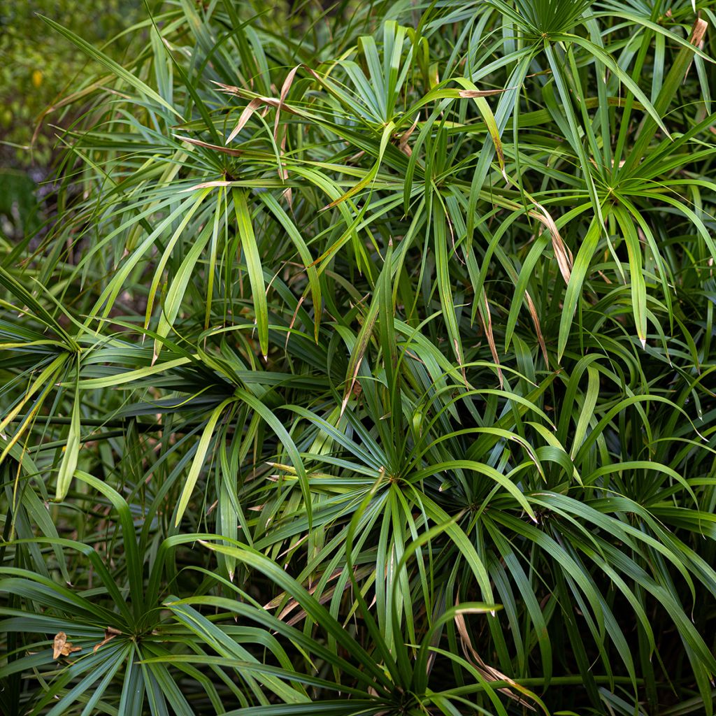Cyperus alternifolius (Samen) - Wechselblättriges Zyperngras