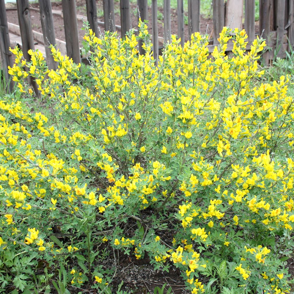 Cytisus decumbens - Niederliegender Geißklee