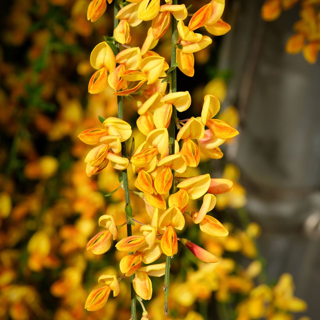 Edelginster Apricot Gem - Cytisus scoparius