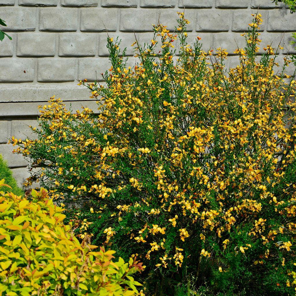 Edelginster Apricot Gem - Cytisus scoparius