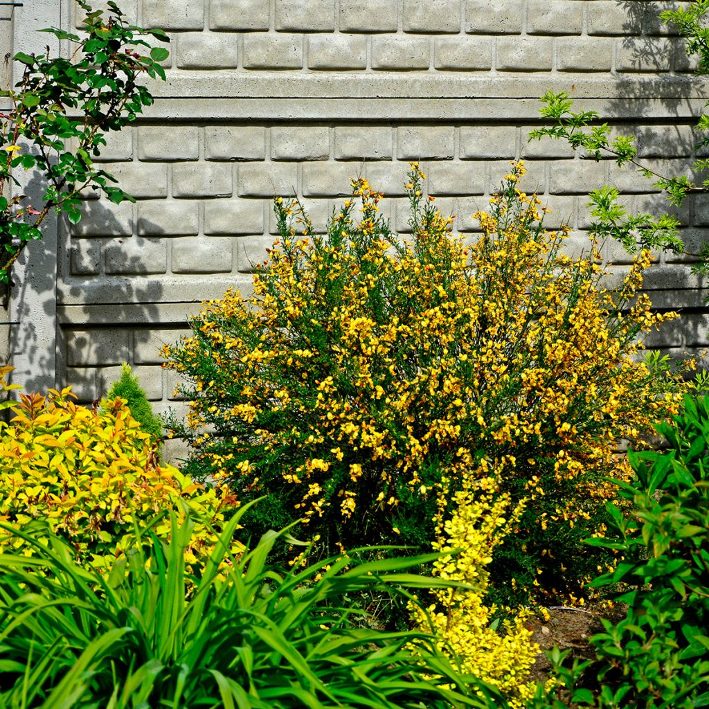 Edelginster Apricot Gem - Cytisus scoparius