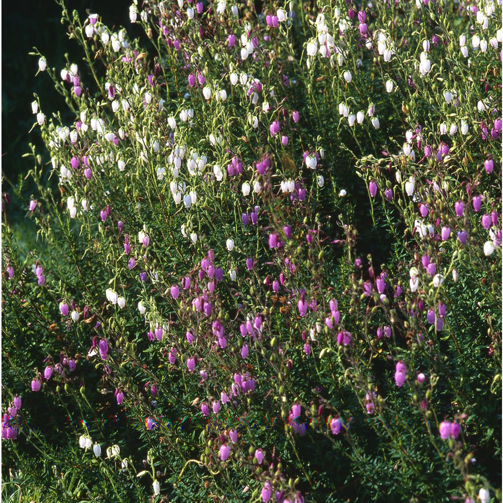 Irische Heide Globosa Pink - Daboecia cantabrica
