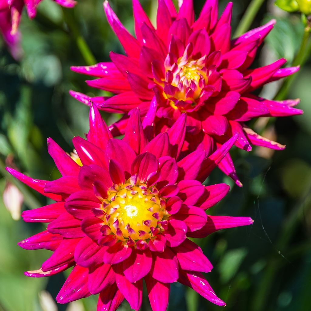 Kaktus-Dahlie Karma Purple Corona