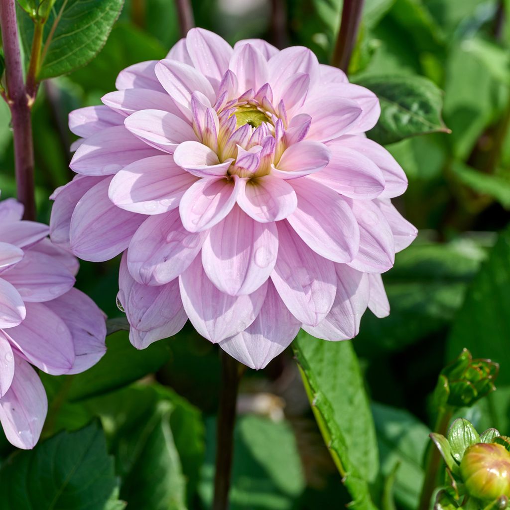 Dekorative Dahlie Sweet Surprise