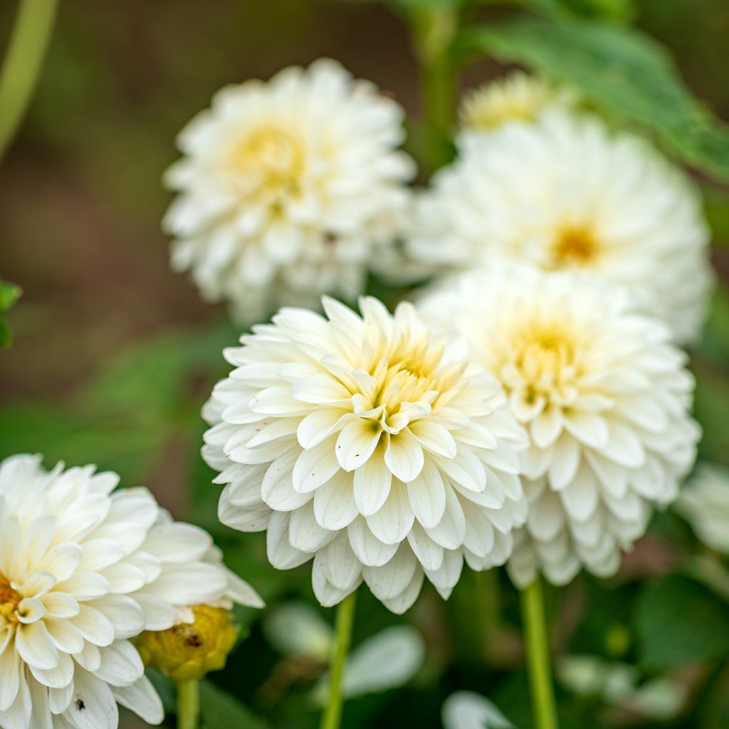 Dahlia camélia White Onesta