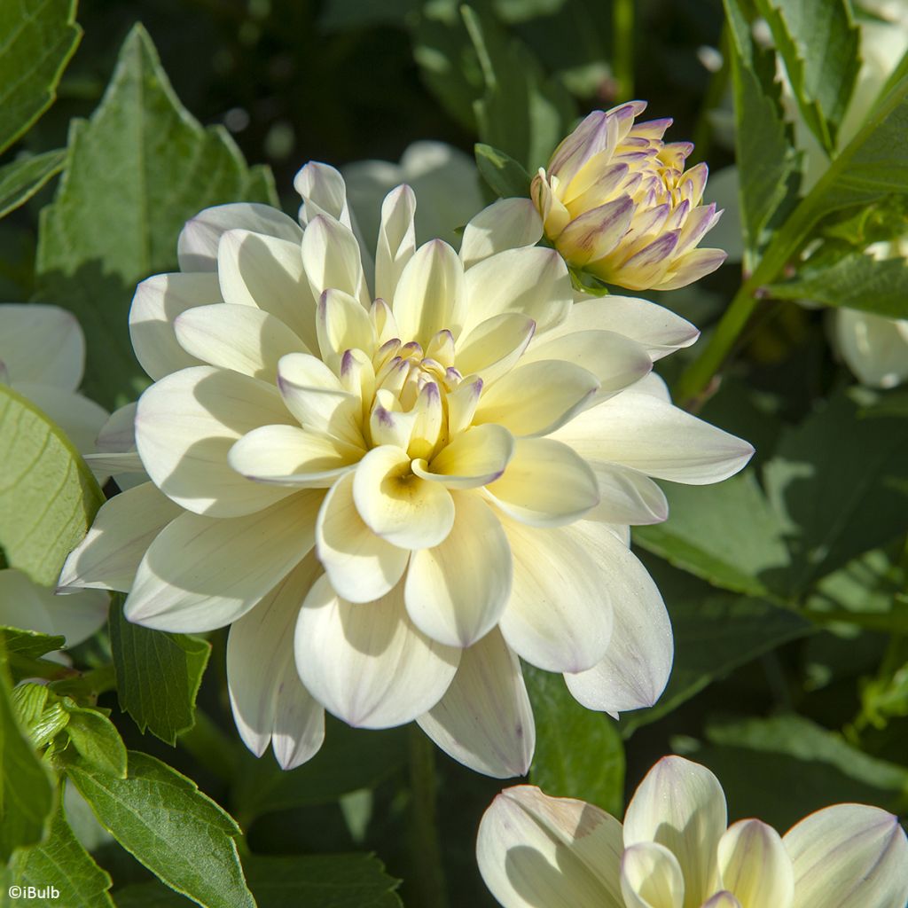 Dekorative Dahlie Lake Carey