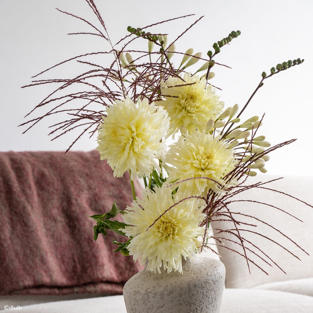 Schmuck-Dahlie Promise