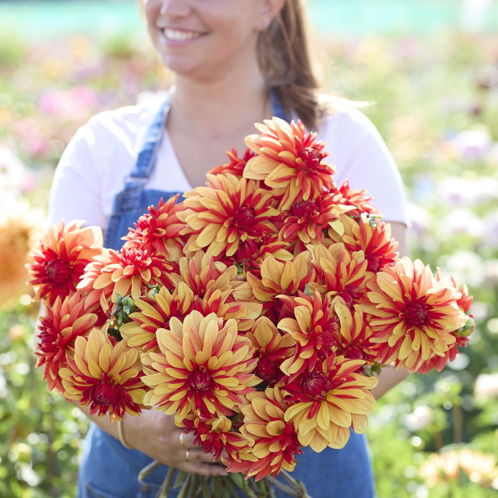 Dekorative Dahlie Japlou