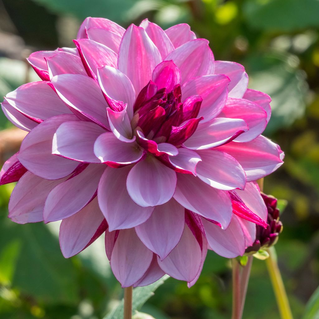 Schmuck-Dahlie Creme de Cassis