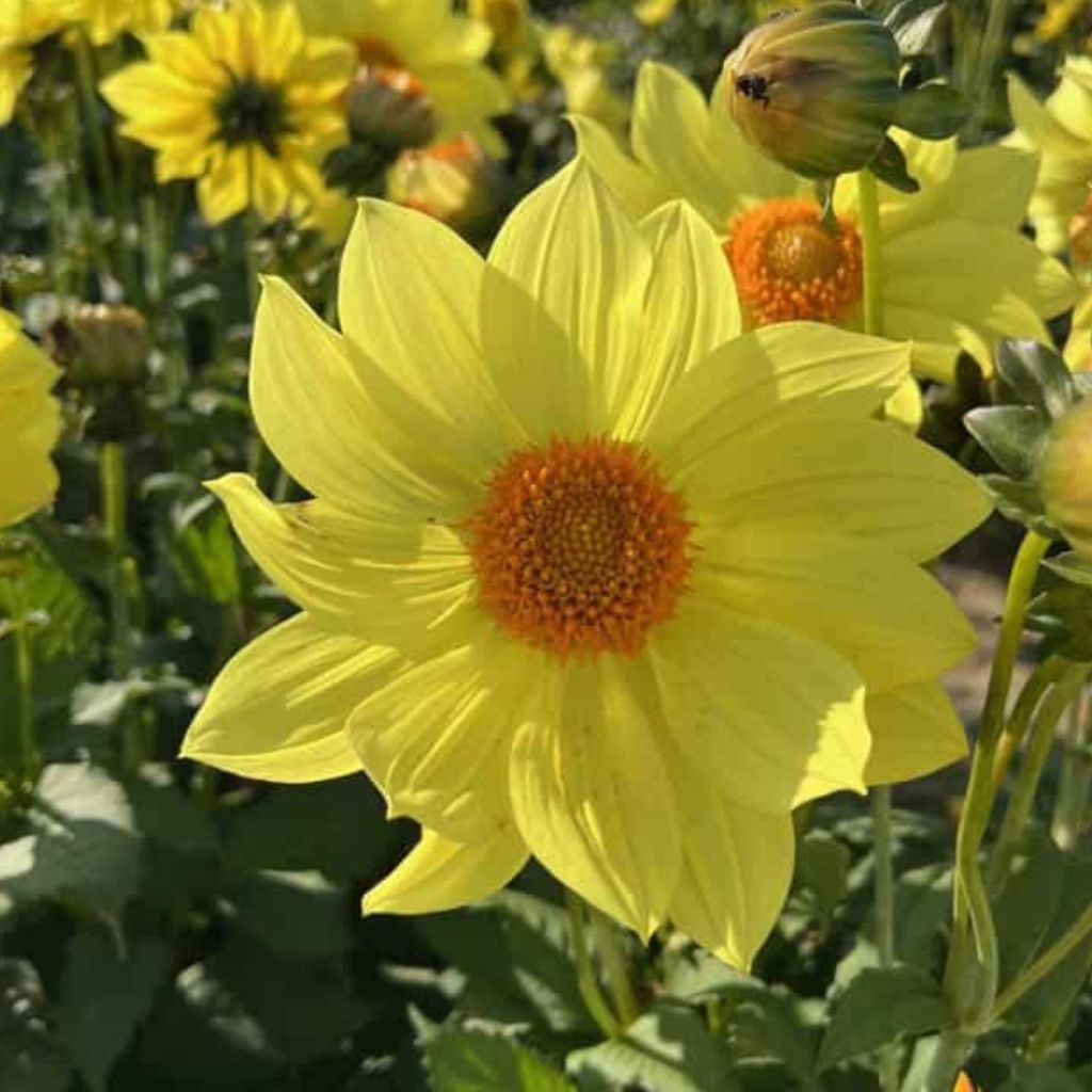 Bauer-Dahlie Tournesol