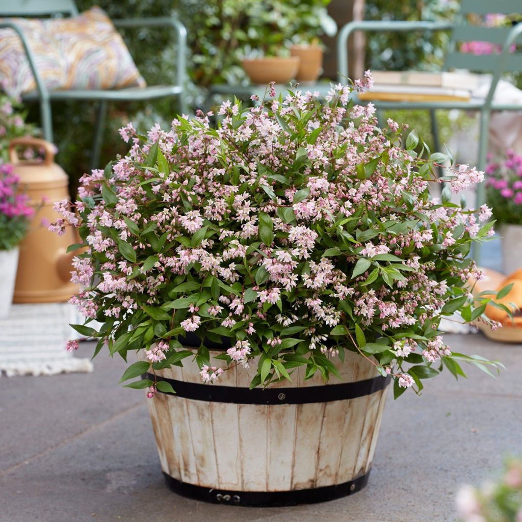 Deutzia Million Stars Pink Carpet - Deutzie