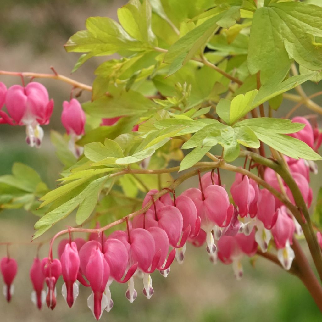 Dicentra spectabilis Yellow Leaf - Tränendes Herz